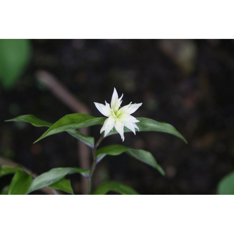 Disporum smilacinum - Flore Plena Parnik