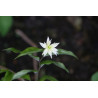 Disporum smilacinum - Flore Plena Parnik