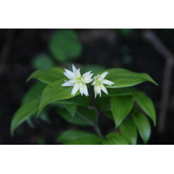 Disporum smilacinum - Flore Plena Parnik