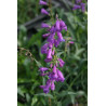Penstemon strictus Penstemon wyprostowany
