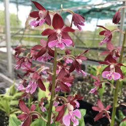 Calanthe discolor x Kozu - Takane, Storczyk ogrodowy