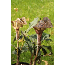 Arisaema nepenthoides  Arizema