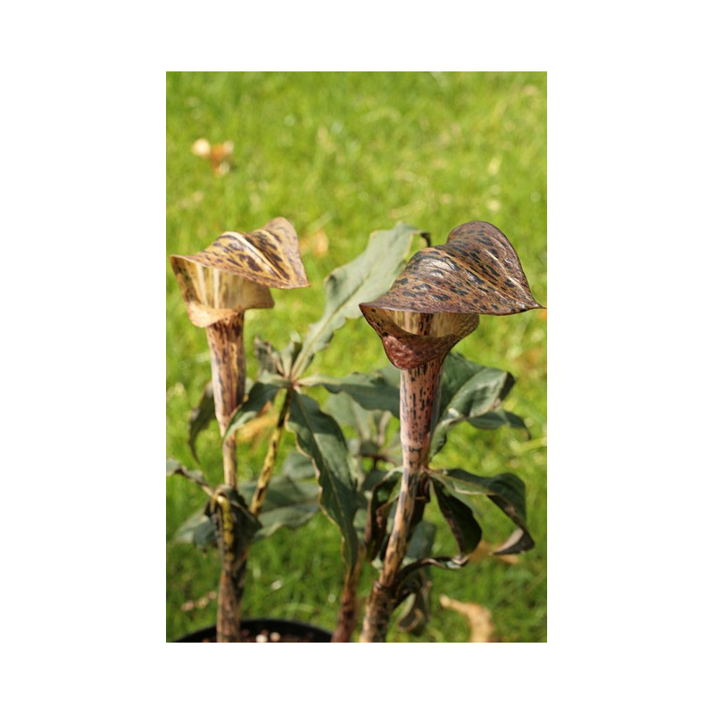 Arisaema nepenthoides  Arizema