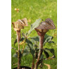 Arisaema nepenthoides  Arizema
