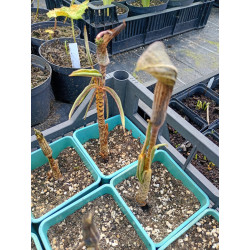 Arisaema nepenthoides  Arizema