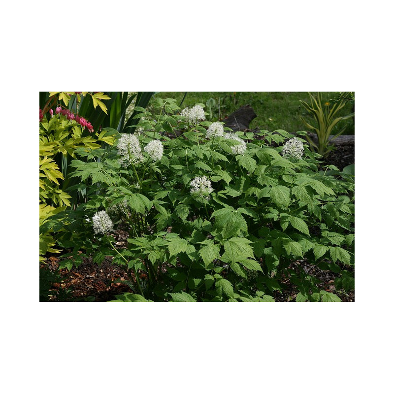 Actaea rubra Czerniec czerwony Actaea rubra Czerniec czerwony