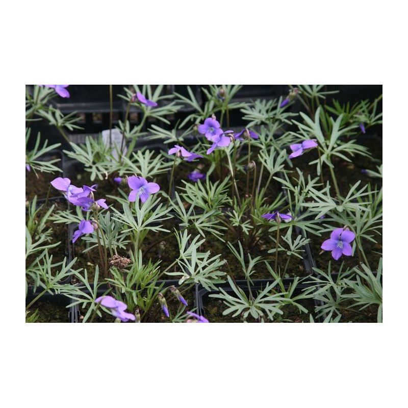 Viola pedatifida Fiołek preriowy Viola pedatifida Fiołek preriowy