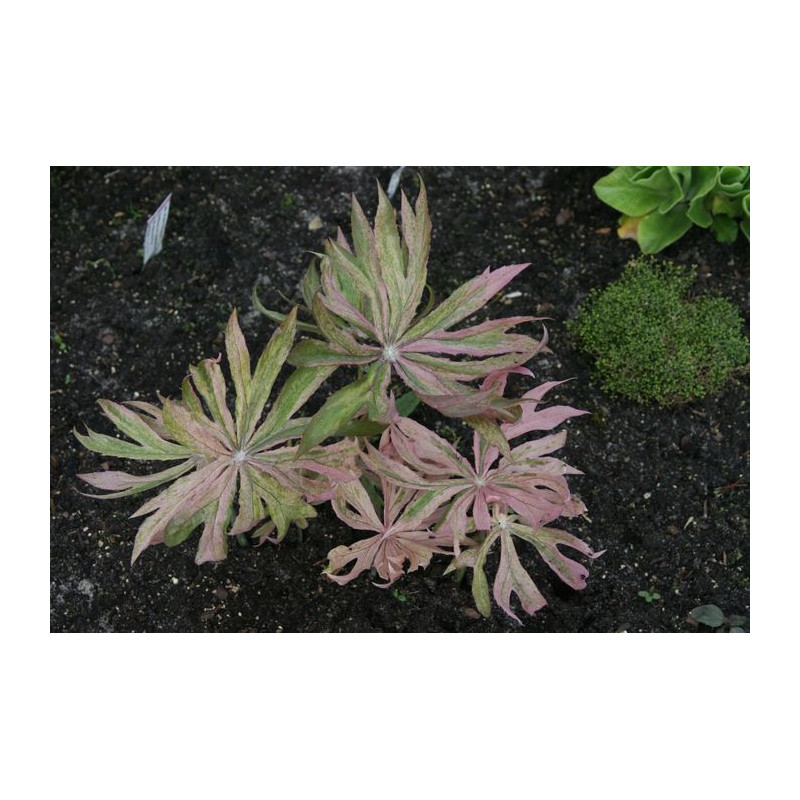Syneilesis palmata - Aka Fu Syneilesis palmata - Aka Fu