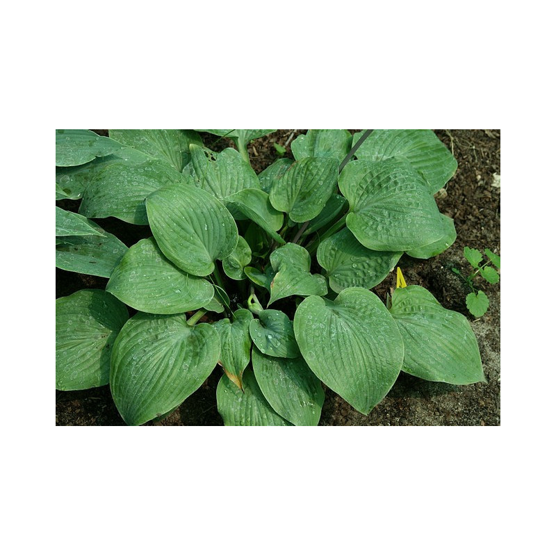 Hosta - Purple Haze Funkia Hosta - Purple Haze Funkia