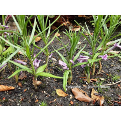 Polygonatum graminifolium - Kokoryczka