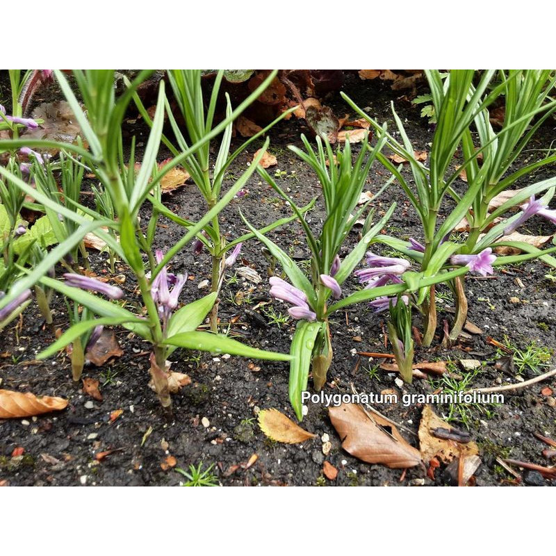 Polygonatum graminifolium - Kokoryczka
