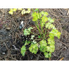 Aquilegia vulgaris - Variegata Orlik pospolity