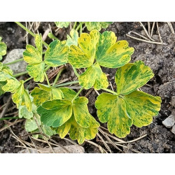 Aquilegia vulgaris - Variegata Orlik pospolity