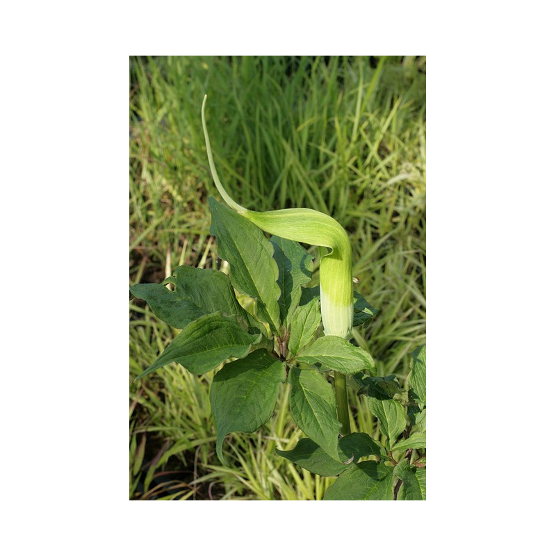 Arisaema tortuosum Arizema Arisaema tortuosum Arizema