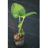 Cardiocrinum gaganteum Kardiokrynym olbrzymie (lilia himalajska)