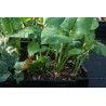 Cardiocrinum gaganteum Kardiokrynym olbrzymie (lilia himalajska)