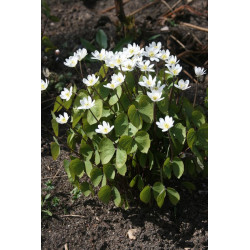 Jeffersonia diphylla Dżefersonia dwulistna