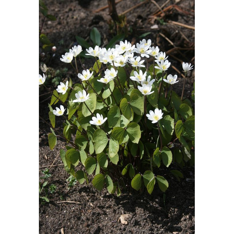 Jeffersonia diphylla Dżefersonia dwulistna Jeffersonia diphylla Dżefersonia dwulistna