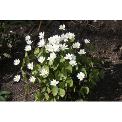 Jeffersonia diphylla Dżefersonia dwulistna