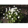 Jeffersonia diphylla Dżefersonia dwulistna