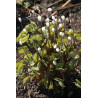 Jeffersonia diphylla Dżefersonia dwulistna