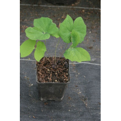 Jeffersonia diphylla Dżefersonia dwulistna