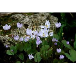 Jeffersonia dubia Dżefersonia wątpliwa