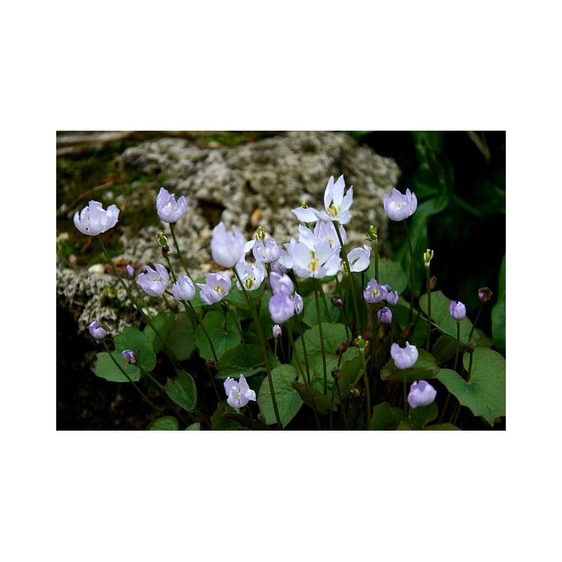 Jeffersonia dubia Dżefersonia wątpliwa Jeffersonia dubia Dżefersonia wątpliwa