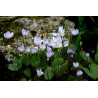 Jeffersonia dubia Dżefersonia wątpliwa