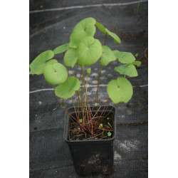 Jeffersonia dubia Dżefersonia wątpliwa