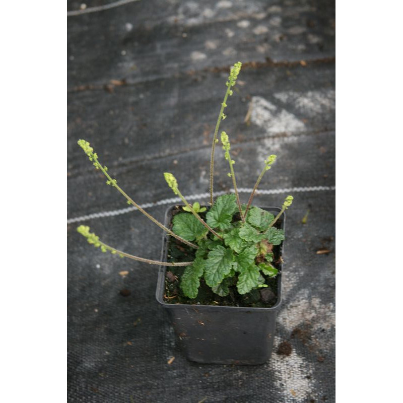 Mitella breweri Mitella breweri