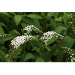 Lysimachia clethroides Tojeść orszelinowa
