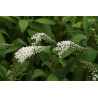 Lysimachia clethroides Tojeść orszelinowa