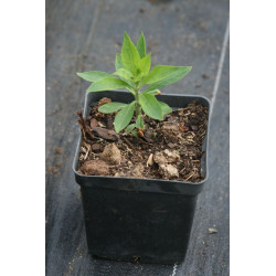 Lysimachia clethroides Tojeść orszelinowa