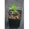 Lysimachia clethroides Tojeść orszelinowa