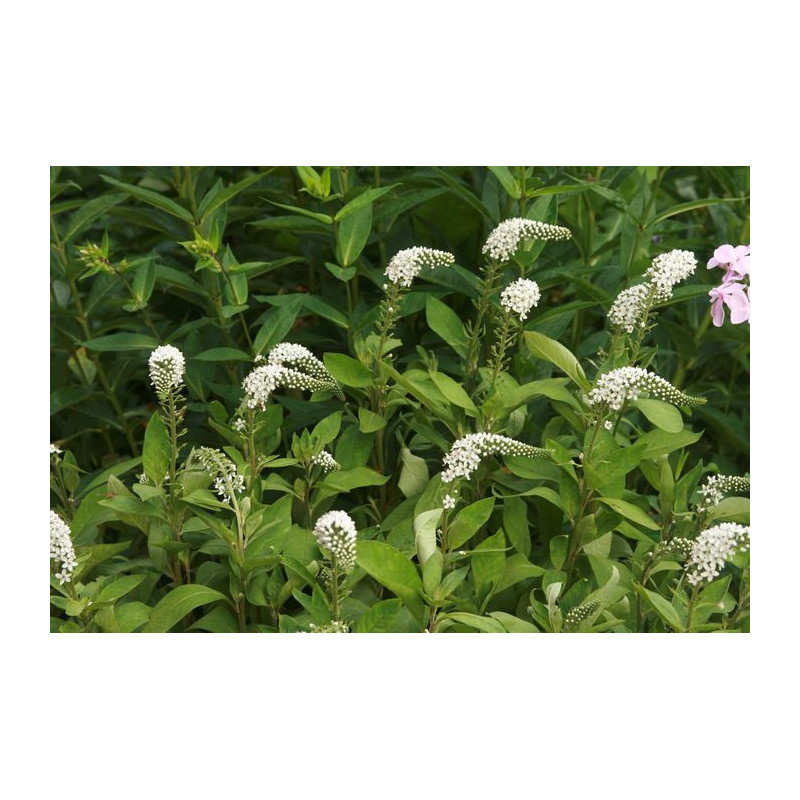 Lysimachia clethroides Tojeść orszelinowa Lysimachia clethroides Tojeść orszelinowa