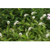 Lysimachia clethroides Tojeść orszelinowa