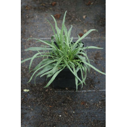 Catananche caerulea Kupidynek błękitny