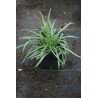 Catananche caerulea Kupidynek błękitny