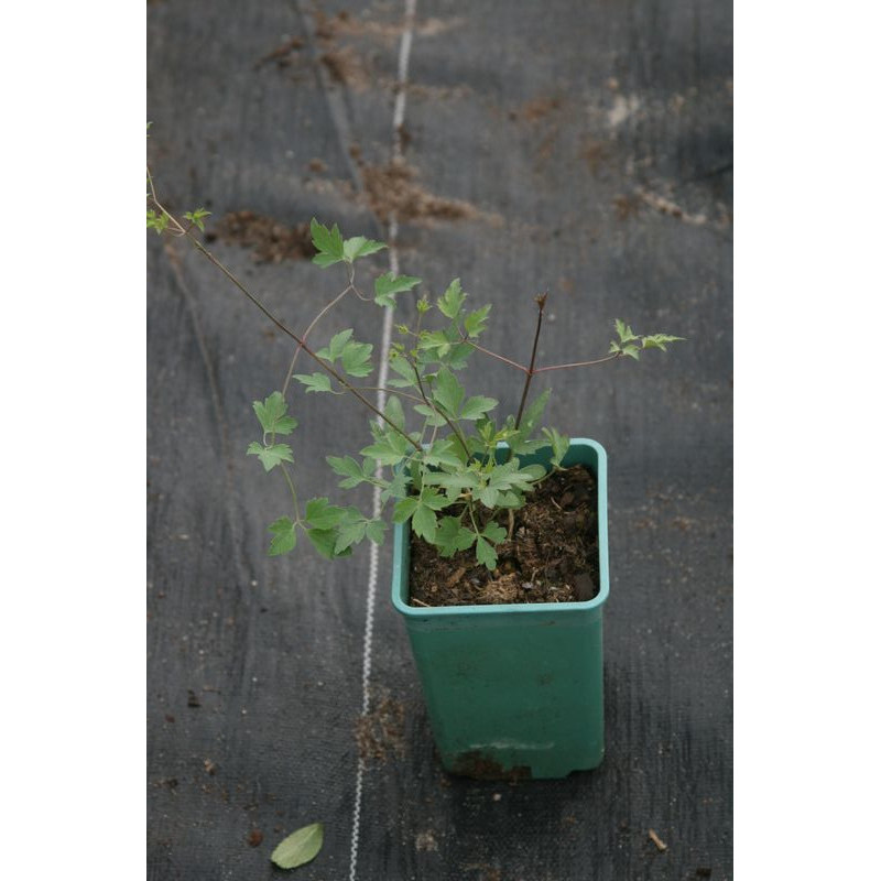 Clematis tibetana var. vernayi Powojnik