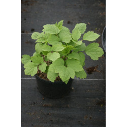 Clematis heracleifolia Powojnik barszczolistny (rurkowaty)