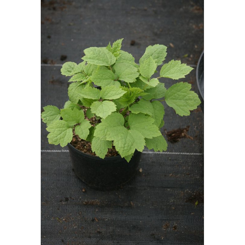 Clematis heracleifolia Powojnik barszczolistny (rurkowaty)