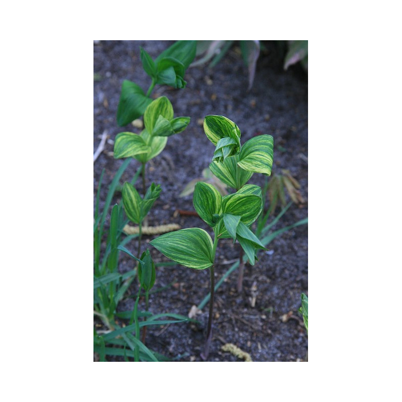 Polygonatum involucratum - Shiro Shima Fu Kokoryczka Polygonatum involucratum - Shiro Shima Fu Kokoryczka