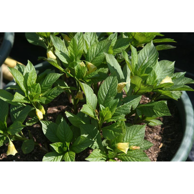 Scopolia carniolica var. hladnikiana Lulecznica kraińska Scopolia carniolica var. hladnikiana Lulecznica kraińska