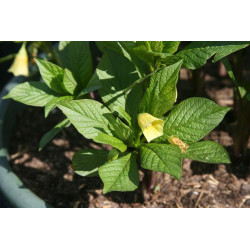 Scopolia carniolica var. hladnikiana Lulecznica kraińska