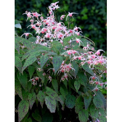 Epimedium - Pink Champagne - Epimedium