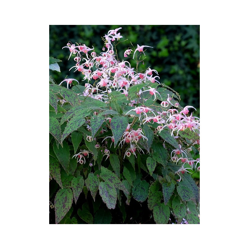 Epimedium - Pink Champagne - Epimedium Epimedium - Pink Champagne - Epimedium