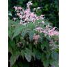 Epimedium - Pink Champagne - Epimedium