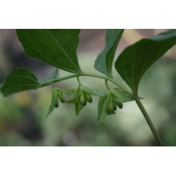 Polygonatum cryptanthum Kokoryczka