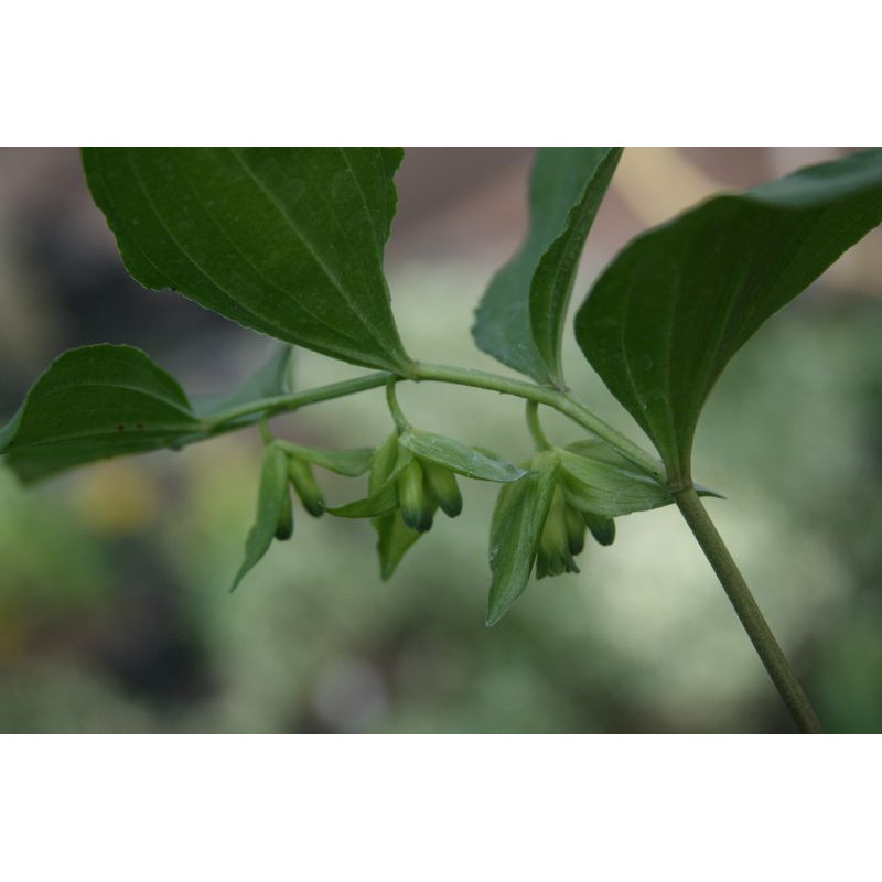 Polygonatum cryptanthum Kokoryczka
